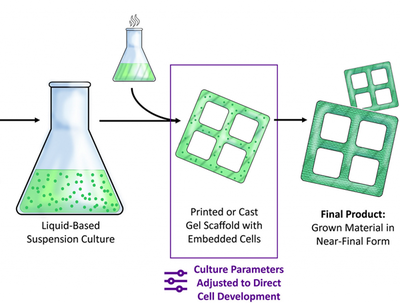 科學(xué)家開(kāi)發(fā)出未來(lái)可生產(chǎn)生態(tài)友好型家具的新型3D雙色木材材料