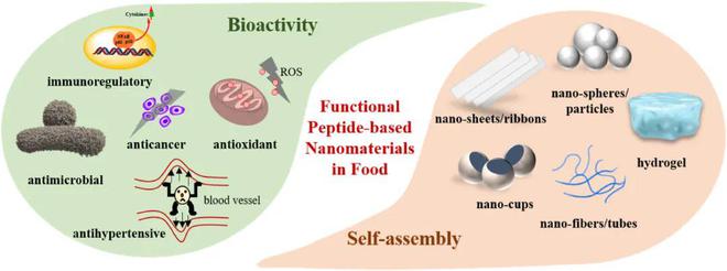 Trends Food Sci. Technol. | 福州大學(xué)汪少蕓教授:食品工業(yè)中制備肽基納米材料的新觀點(diǎn)