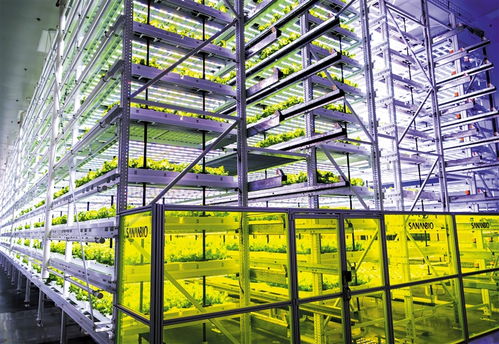 南國學(xué)堂 萌新聞丨神奇的 植物工廠 里如何種菜