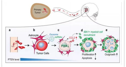 RNA世界的知識圖譜與生物化工產品技術研發的精品項目
